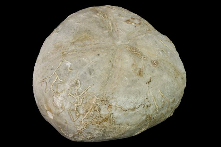 Cretaceous Sea Urchin (Hemiaster) Fossil - Texas #147165